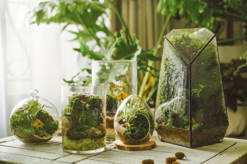 Lưu ý khi chăm sóc terrarium